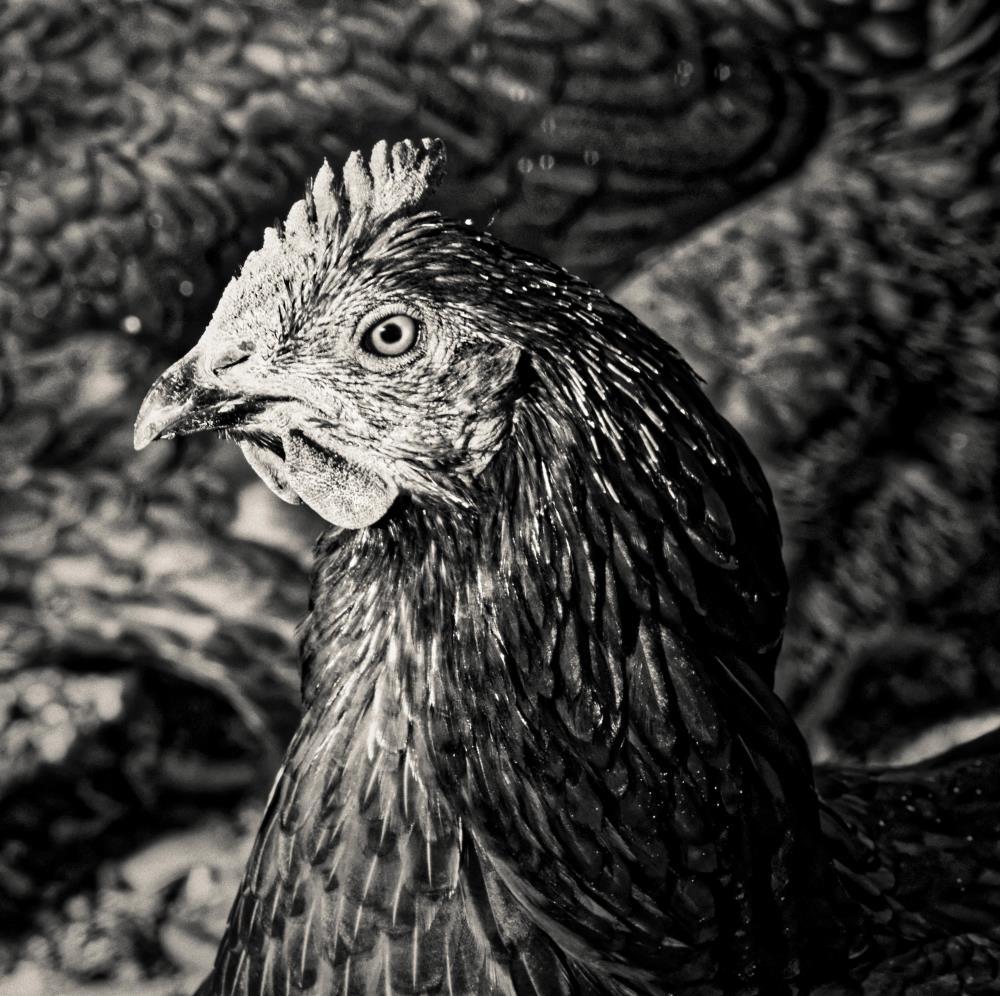Hen in Black and White